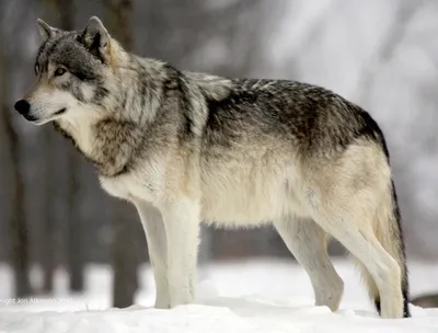 Northwestern wolf - Wikipedia