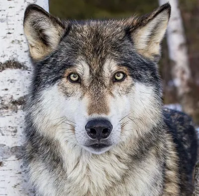 Comments to the U.S Fish and Wildlife Service on Proposal to Remove the  Gray Wolf from the Endangered Species List • Wisconsin's Green Fire