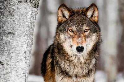 Grey Wolf Portrait Stock Photo - Download Image Now - Wolf, Gray Wolf,  Animal Wildlife - iStock