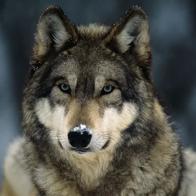 Gray Wolf - Pictures, Facts, and Map