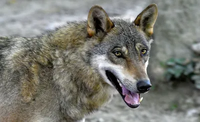 Gray Wolf Spotted at Grand Canyon