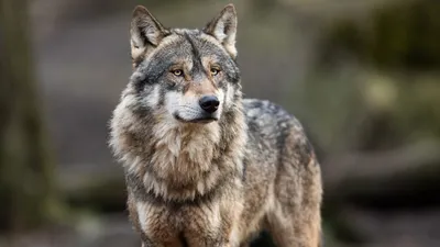 The return of the gray wolf: Triumph or tragedy? • Earth.com