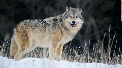 Mexican Gray Wolf — Wildlife Science Center