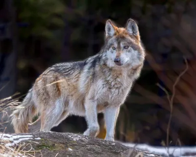 Gray wolf may be relisted as endangered after Trump removed protections |  The Hill