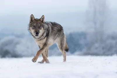 Gray wolves are relisted in Endangered Species Act | CNN