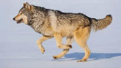 Mexican Gray Wolf - Lehigh Valley Zoo