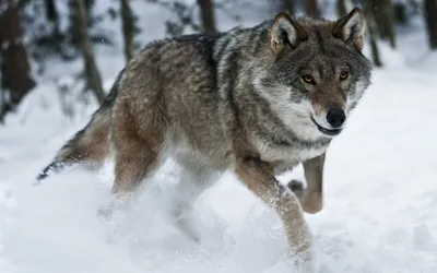 States versus feds: Mexican gray wolf at center of endangered species  debate - ABC News