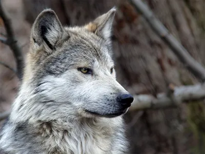 Gray Wolf - NDOW