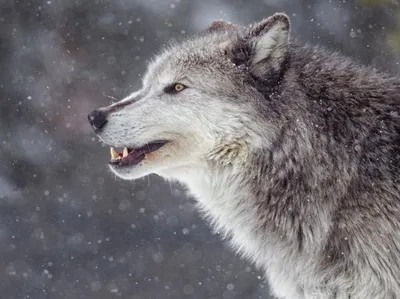 What to know about the gray wolf, whose fate in Colorado could be decided  by voters - ABC News