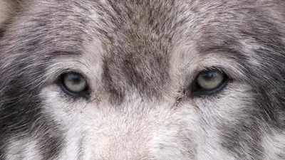 New pack of gray wolves confirmed in Northern California | Popular Science