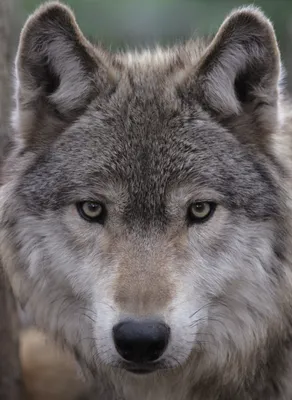 Saving the Endangered Mexican Gray Wolf - Earthjustice