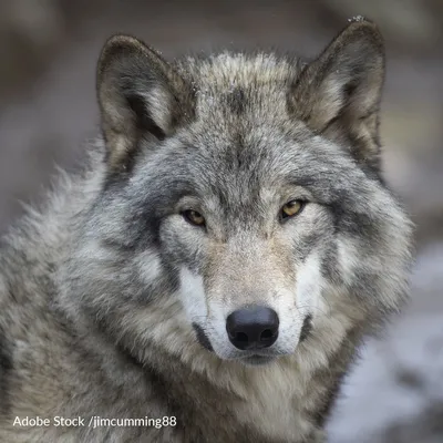 Gray Wolf - Cougar Mountain Zoo