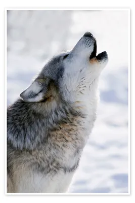 Grey Wolf Subspecies of the World Poster Print