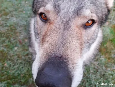 Gray wolves have returned to Colorado - Lonely Planet