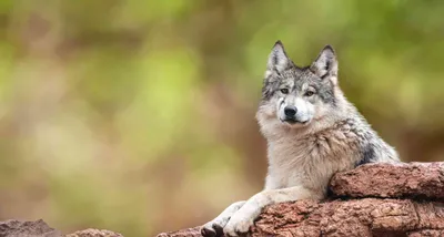 Relist Gray Wolves To The Endangered Species Act! | Take Action @ The  Animal Rescue Site