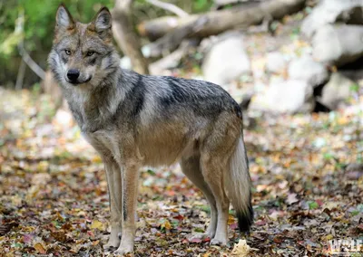 A gray wolf is in Utah for the first time in years. The state is setting  traps.