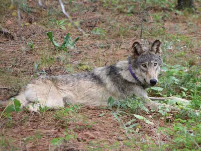 Study Shows Mexican Gray Wolf is a Distinct Subspecies