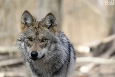 Mexican Gray Wolf | Defenders of Wildlife