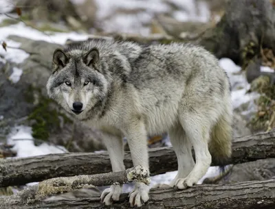 How the U.S. and Mexico have teamed up on Mexican gray wolf recovery  efforts | Texas Standard