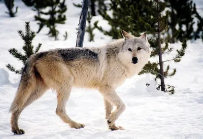 Gray wolf on a transparent background. by ZOOSTOCK on DeviantArt