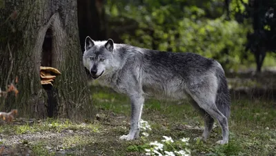 North american grey wolf face hi-res stock photography and images - Alamy