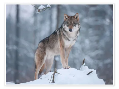 Mexican Gray Wolf “Anubis” Returns to Northern Arizona