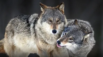 Black Phase Grey Wolf (Canis lupus) Stands in Front of Log Stock Photo |  Adobe Stock