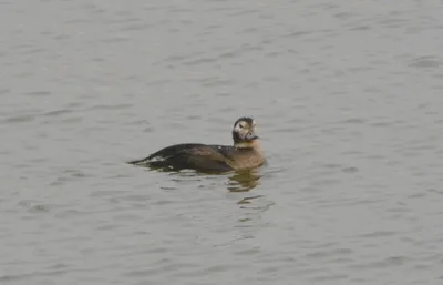 Северная Утка Pintail С Тонкой Длинной Шеей И Элегантный Внешний Вид В  Полете Крылья Расхитятся Немного — стоковые фотографии и другие картинки  Без людей - iStock