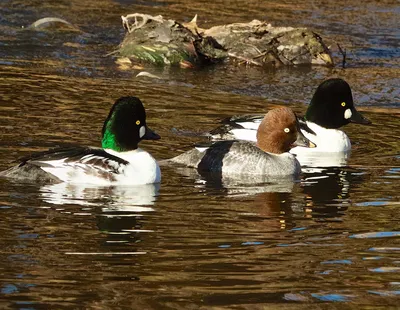 Серая утка, самец - Gadwall | Москва, Северное Бутово, Малый… | Flickr