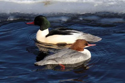 Серая утка, самец - Gadwall | Москва, Северное Бутово, Малый… | Flickr