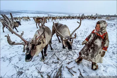 Сплошные панты. Зачем оленям мех на рогах — ЖЖ