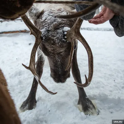 Крупный План Северного Оленя С Рогами В Идиллическом Горном Ландшафте  Шпицберген Норвегия — стоковые фотографии и другие картинки Без людей -  iStock