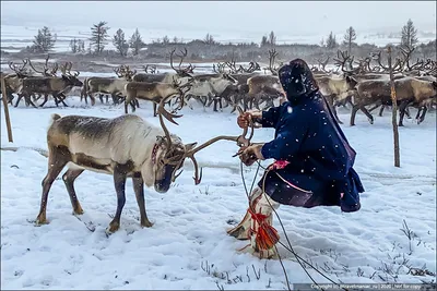 Для чего самке северного оленя нужны рога | TravelManiac | Дзен