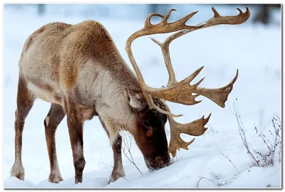 Северный олень (Мамонтовая фауна в Республике Саха (Якутия)) · iNaturalist