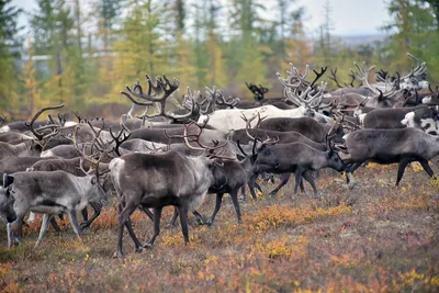 Северный олень reindeer | Олень картины, Олень рисунок, Голова оленя силуэт