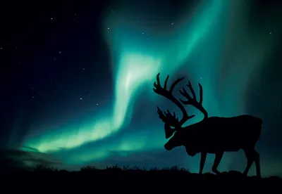 В Арктике сфотографировали редкий вид северных оленей: Явления: 69-я  параллель: Lenta.ru