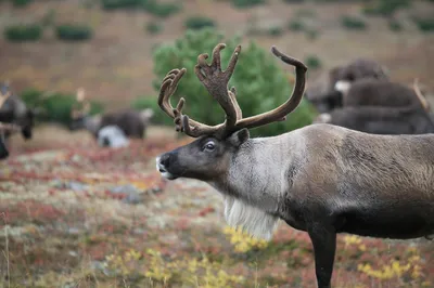 Visit Arctic Tundra • Ненецкий автономный округ • - Северный олень -  интересные и удивительные факты •Копыта северных оленей уникальны, потому  как способны видоизменяться в зависимости от времени года. Так в летнее