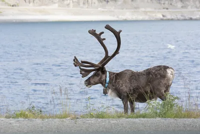 WWF России отметил День дикого северного оленя - Recycle