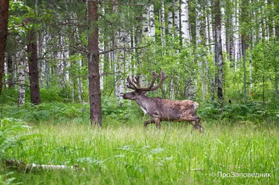 В Горном Алтае дикий лесной северный олень сохранился только в Алтайском  заповеднике — Алтайский биосферный заповедник