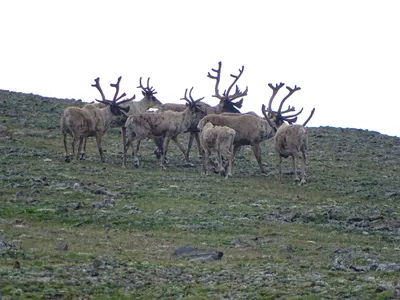 Как изучались и утверждались породы северных оленей – GoArctic.ru – Портал  о развитии Арктики