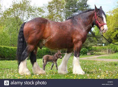 Шайрская тяжелоупряжная порода | Shire horse, Horses, Animals