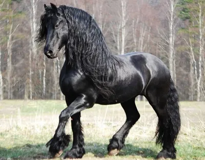 Шайр - лошадь-великан, сила и выносливость!» — создано в Шедевруме