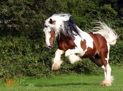 Одна из самых красивых пород лошадей в мире. Лошади породы шайр. | Eq.  Manyano | Дзен