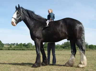 Лошади КСК Левадия, шайр, horse | Лошади, фотографии лошадей… | Flickr