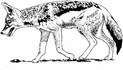 Раскраска блестящий шакал - скачать или распечатать раскраску из категории « шакал» бесплатно #452865