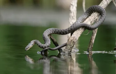 Водяной уж — Википедия