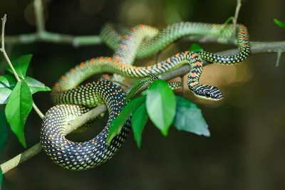 Водяной уж (Natrix tessellata)