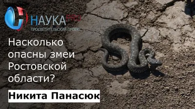 Какие опасные змеи водятся в Ростовской области: ответы учёного ЮФУ |  14.04.2023 | Семикаракорск - БезФормата