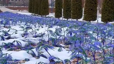 Снегопад поломал светящийся шалфей в парке «Краснодар». 03.02.2022 г.  Телеканал «Краснодар»