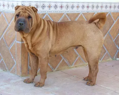 Шарпей (Shar-Pei) - это сильная, преданная и активная порода собак. Фото,  отзывы и описание породы.